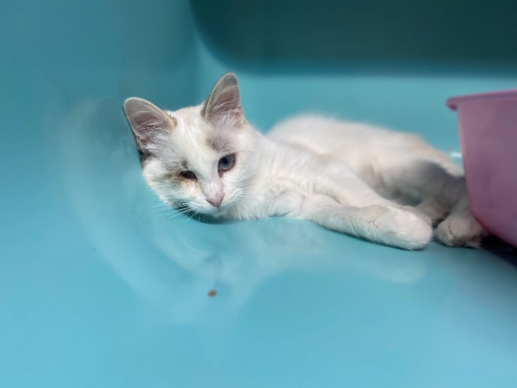 Tivi - Chat Européen à adopter - photo 4