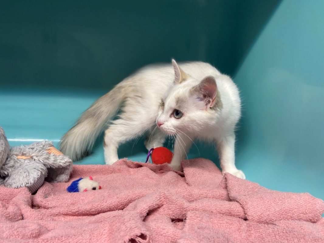 Tivi - Chat Européen à adopter - photo 5