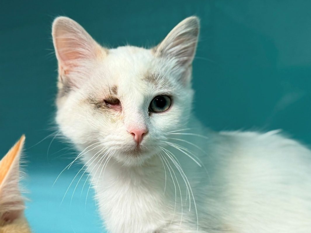 Tivi - Chat Européen à adopter - photo 6
