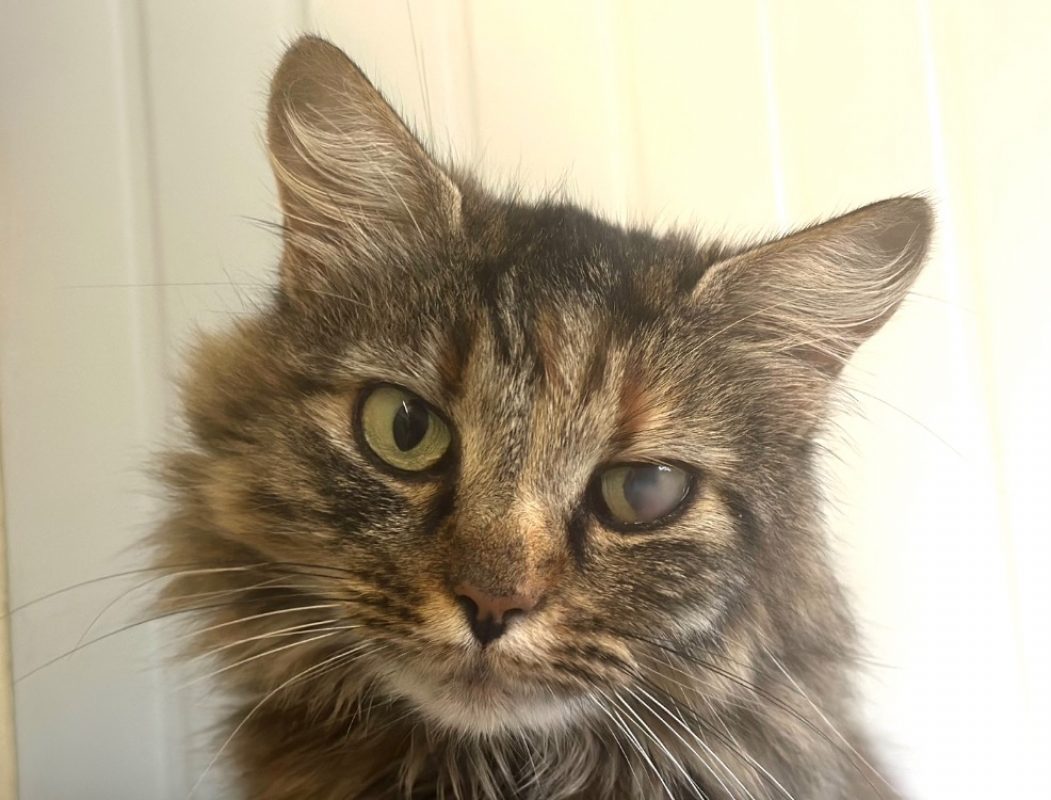 Arizona - Chat Européen à adopter