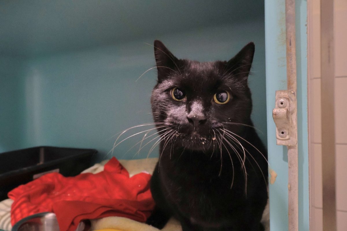 Chaton - Chat Européen à adopter