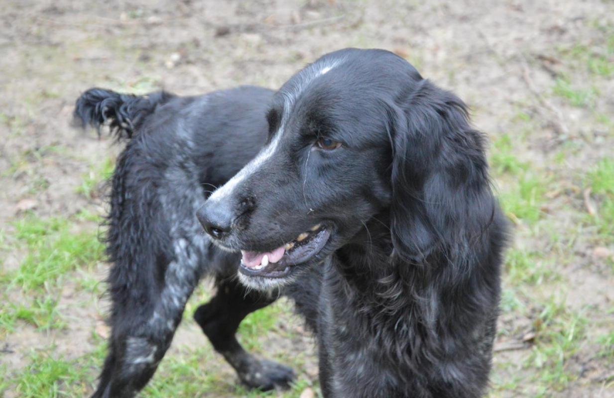 Photo #2 de Tournesol