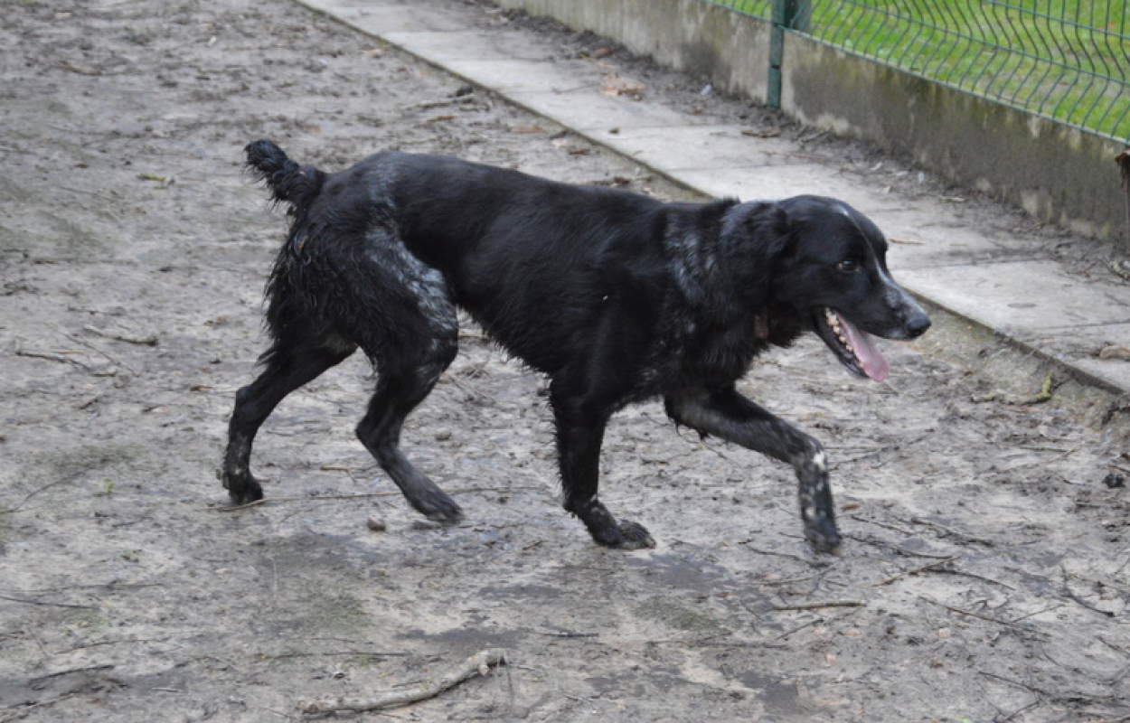 Photo #3 de Tournesol