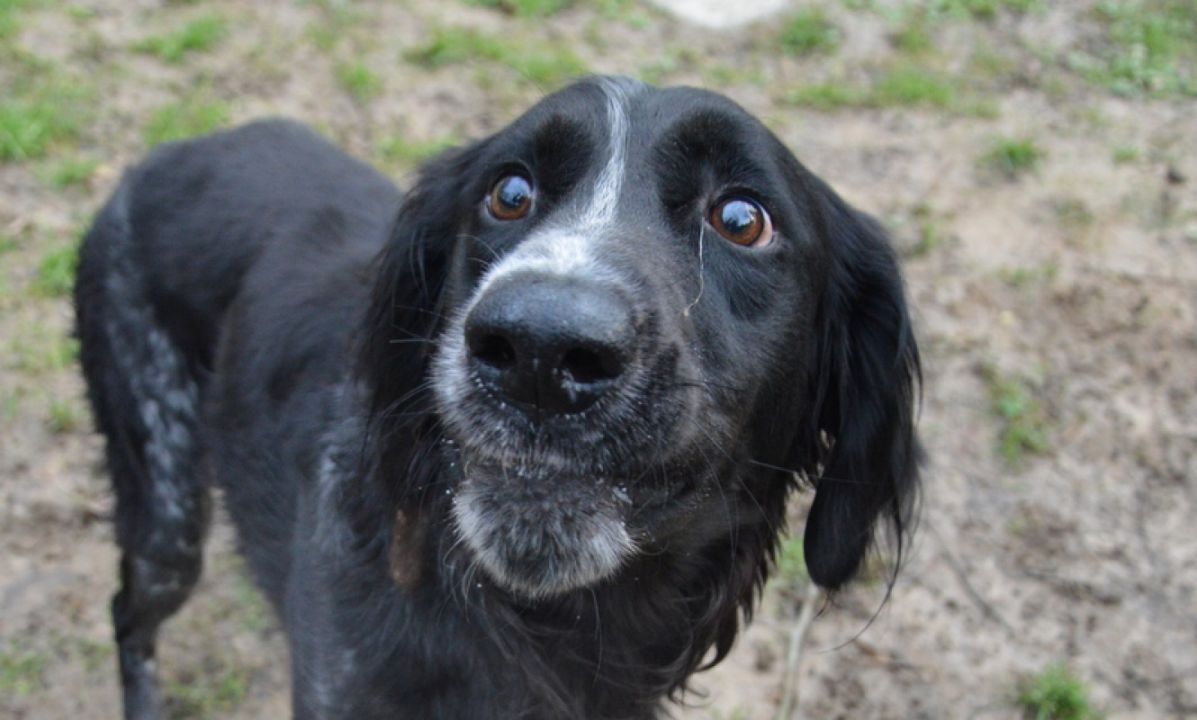 Photo #4 de Tournesol