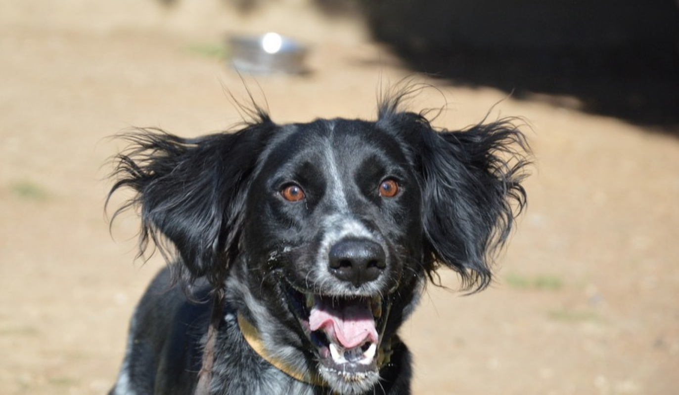 Photo #7 de Tournesol