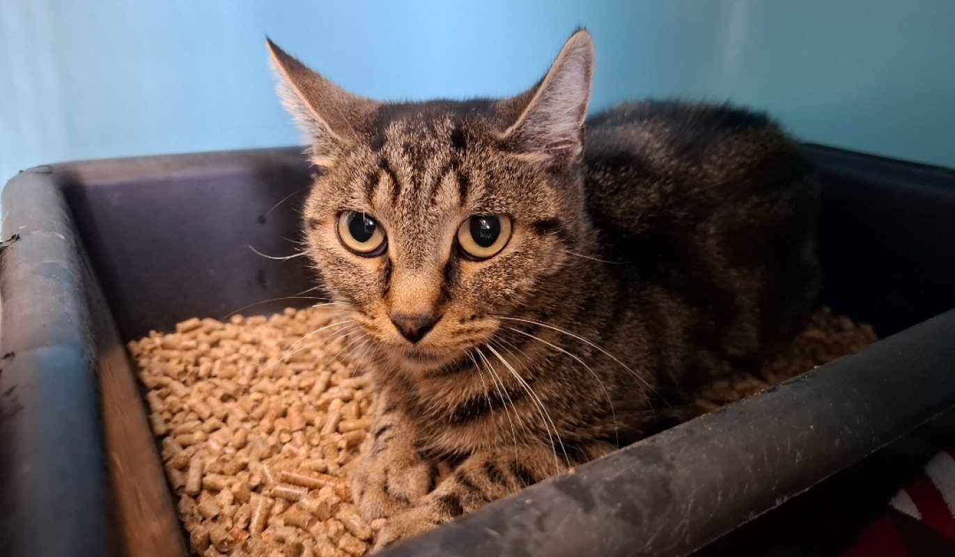 Nelly - Chat Européen à adopter