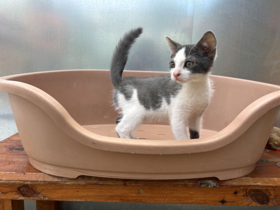 Bluey - Chat Européen à adopter