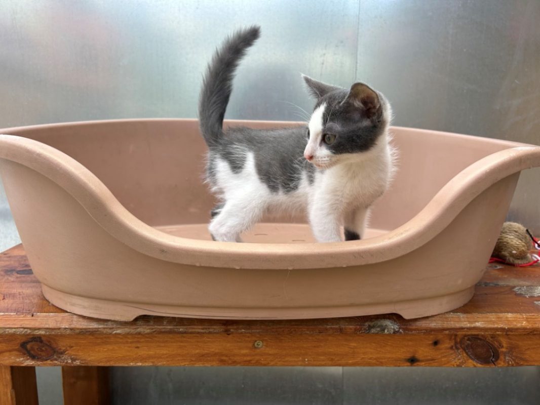 Bluey - Chat Européen à adopter - photo 2