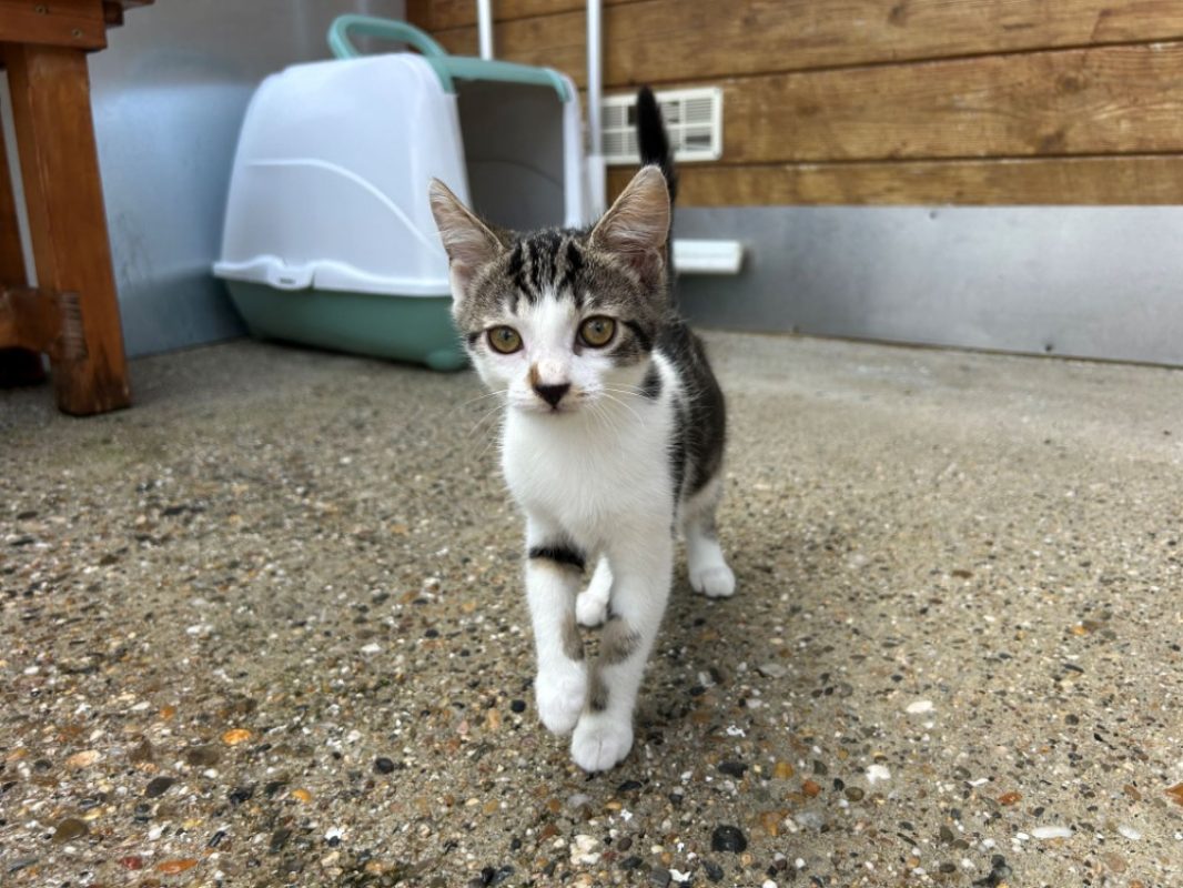 Brindille - Chat Européen à adopter