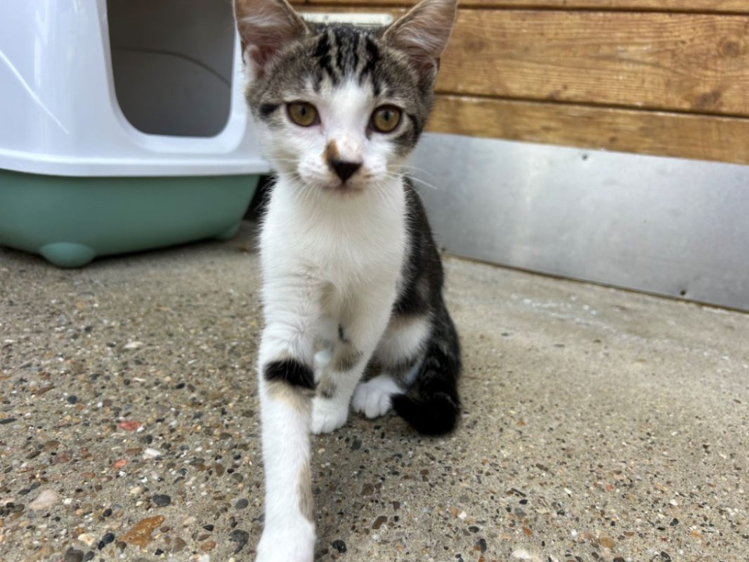 Brindille - Chat Européen à adopter - photo 2
