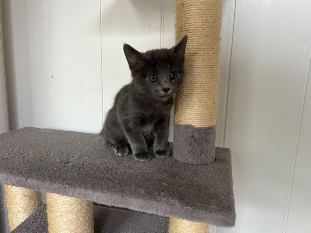Kahlo - Chat Européen à adopter