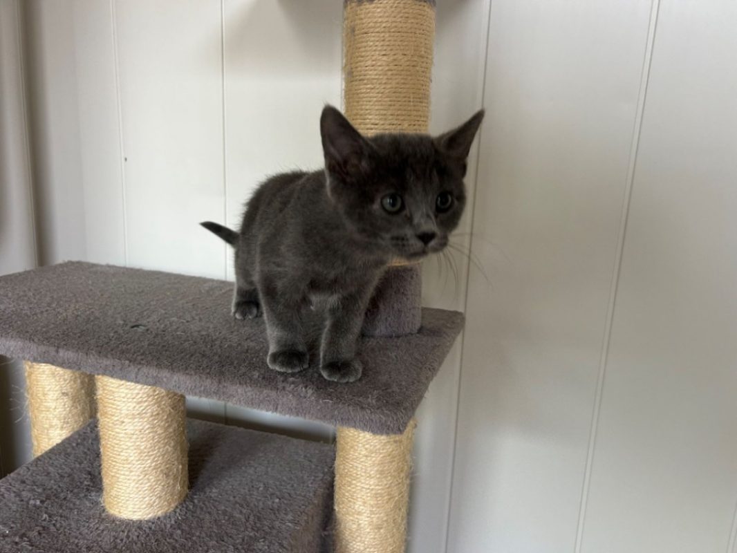 Kahlo - Chat Européen à adopter - photo 2