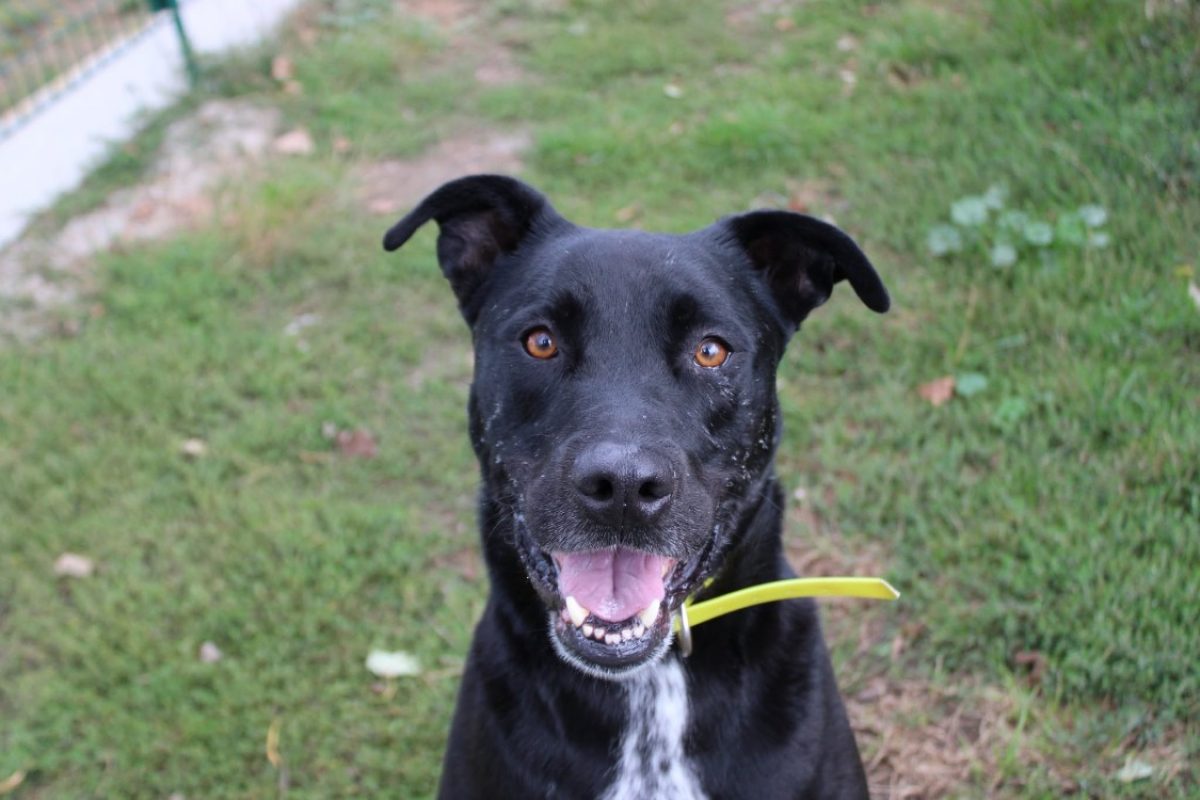 Rex - Chien à adopter