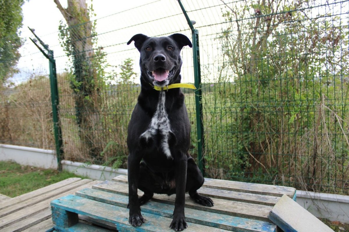 Rex - Chien à adopter - photo 2