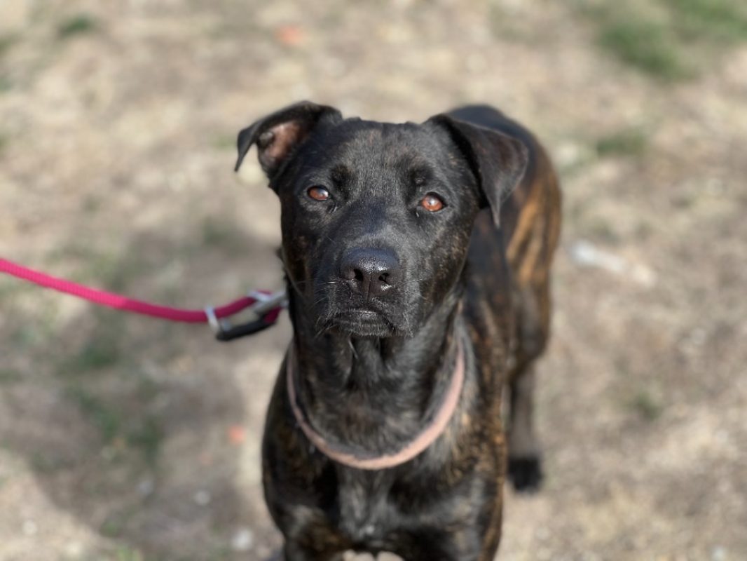 Roxy - Chien à adopter