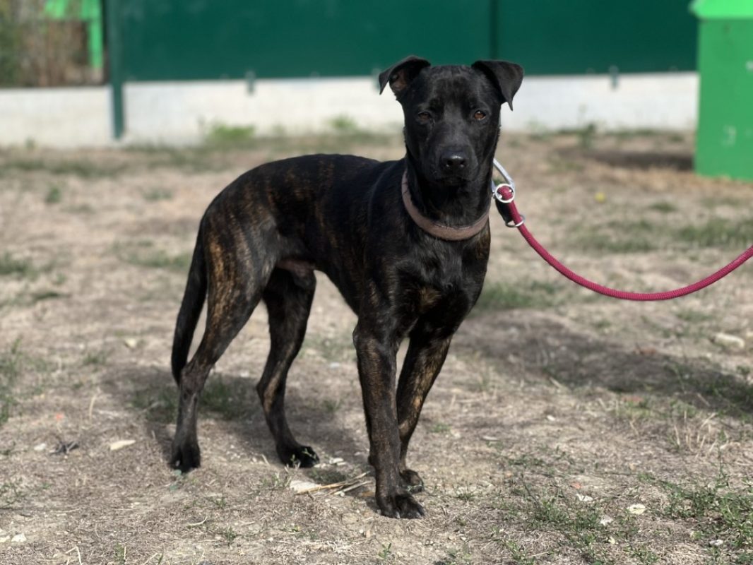 Roxy - Chien à adopter - photo 2