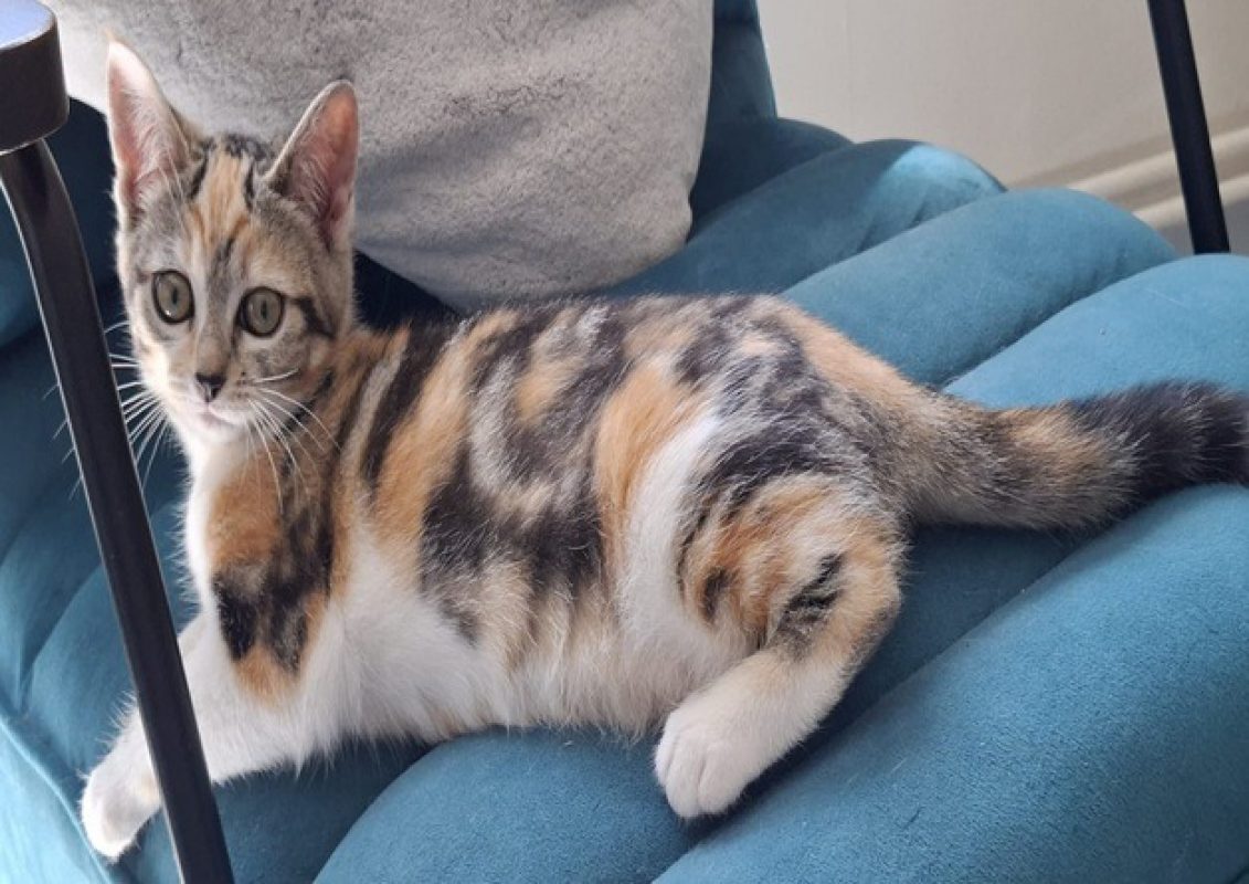 Ida - Chat Européen à adopter