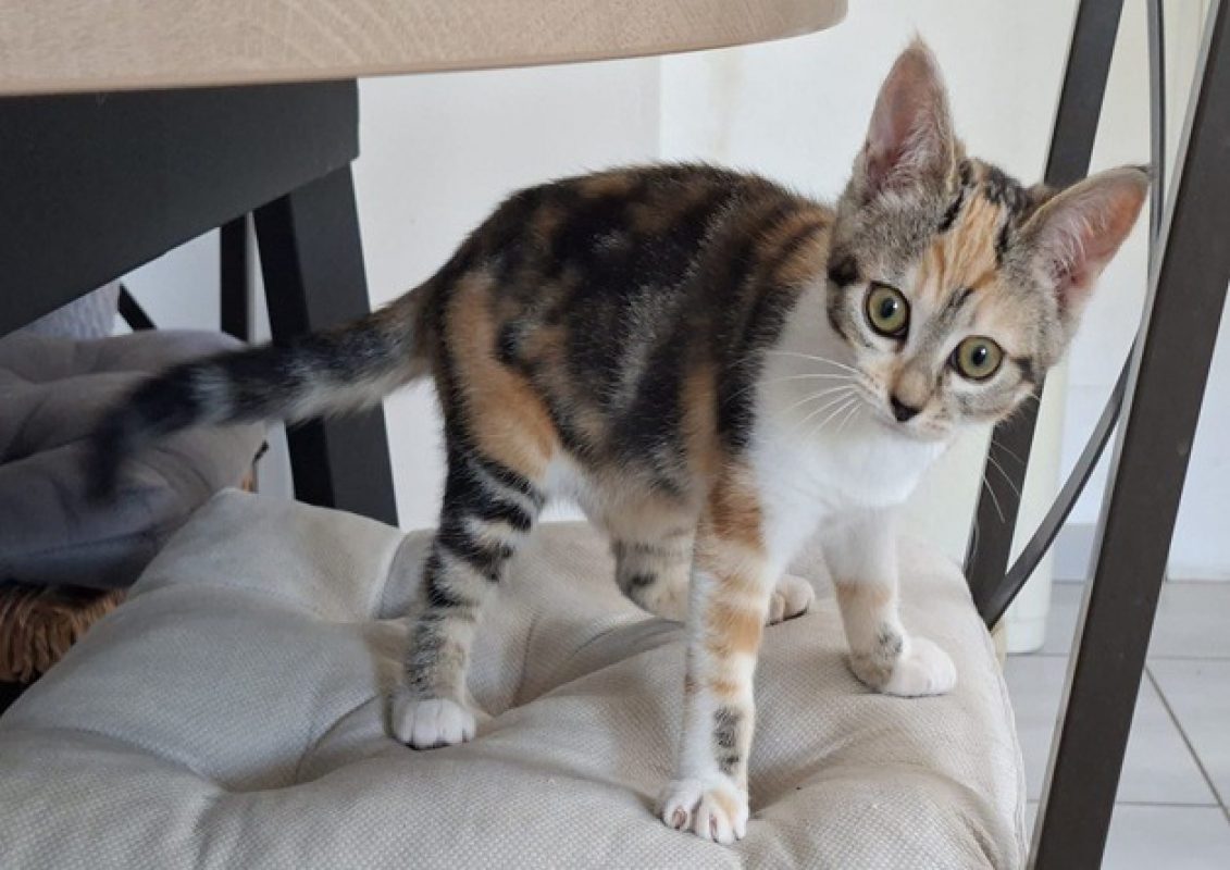 Ida - Chat Européen à adopter - photo 2