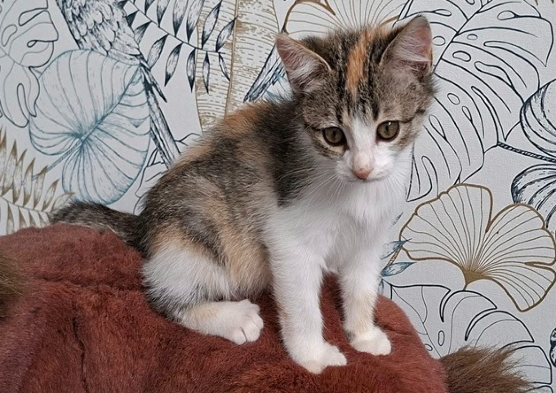 Ida - Chat Européen à adopter - photo 3