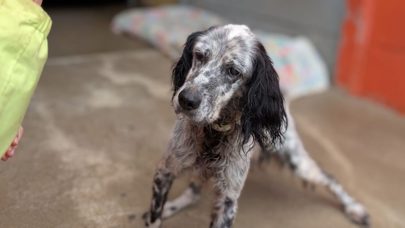 Ilton - Chien Setter Anglais à adopter