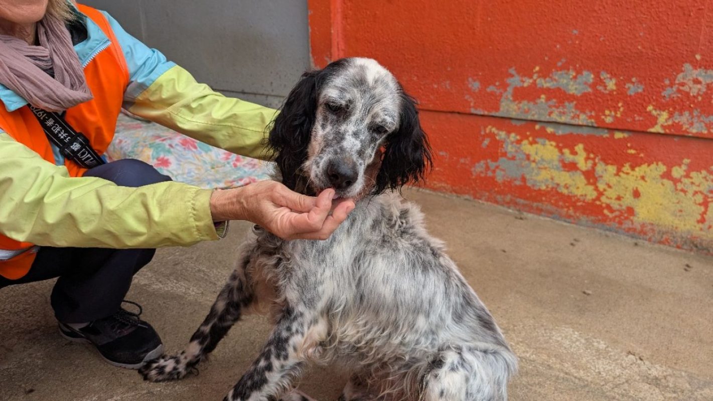 Ilton - Chien Setter Anglais à adopter - photo 2