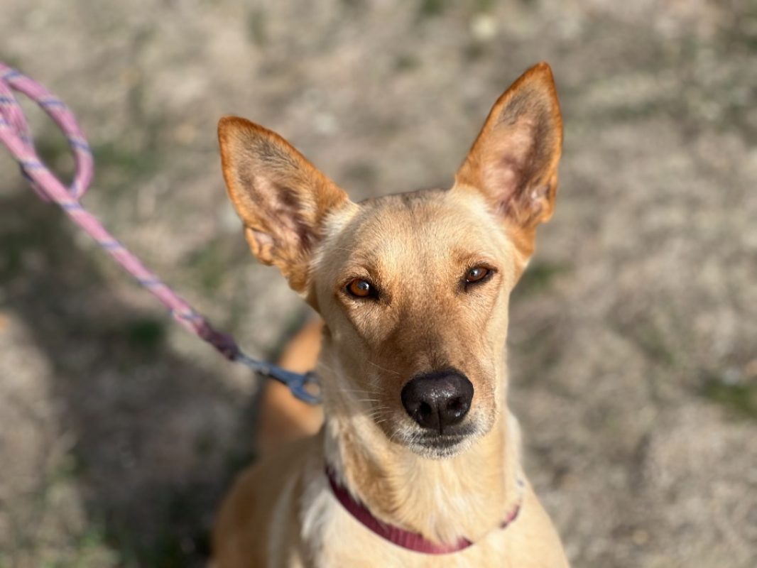 Nougatine - Chien à adopter