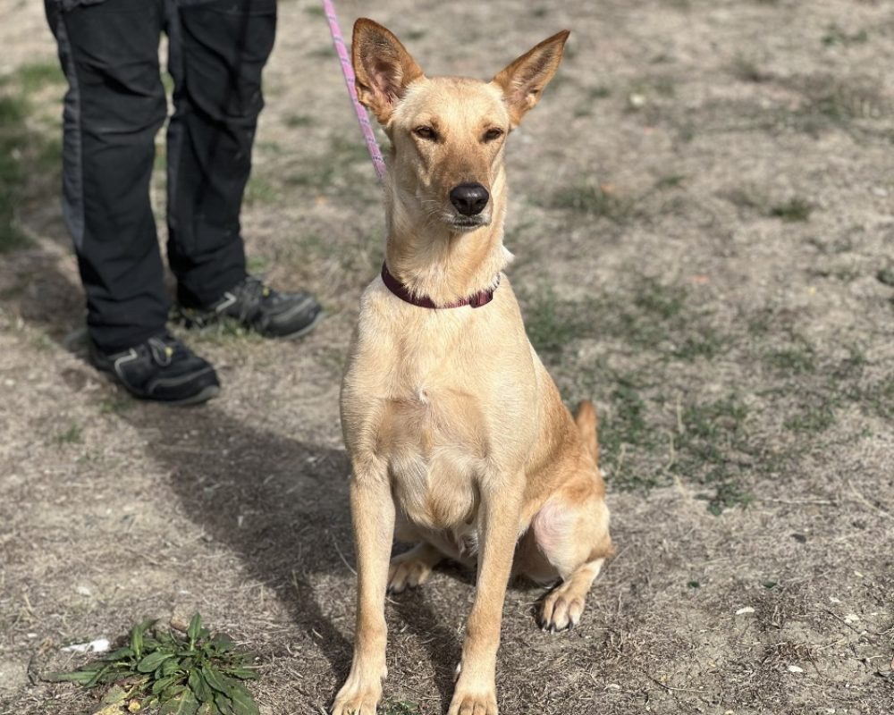 Nougatine - Chien à adopter - photo 2
