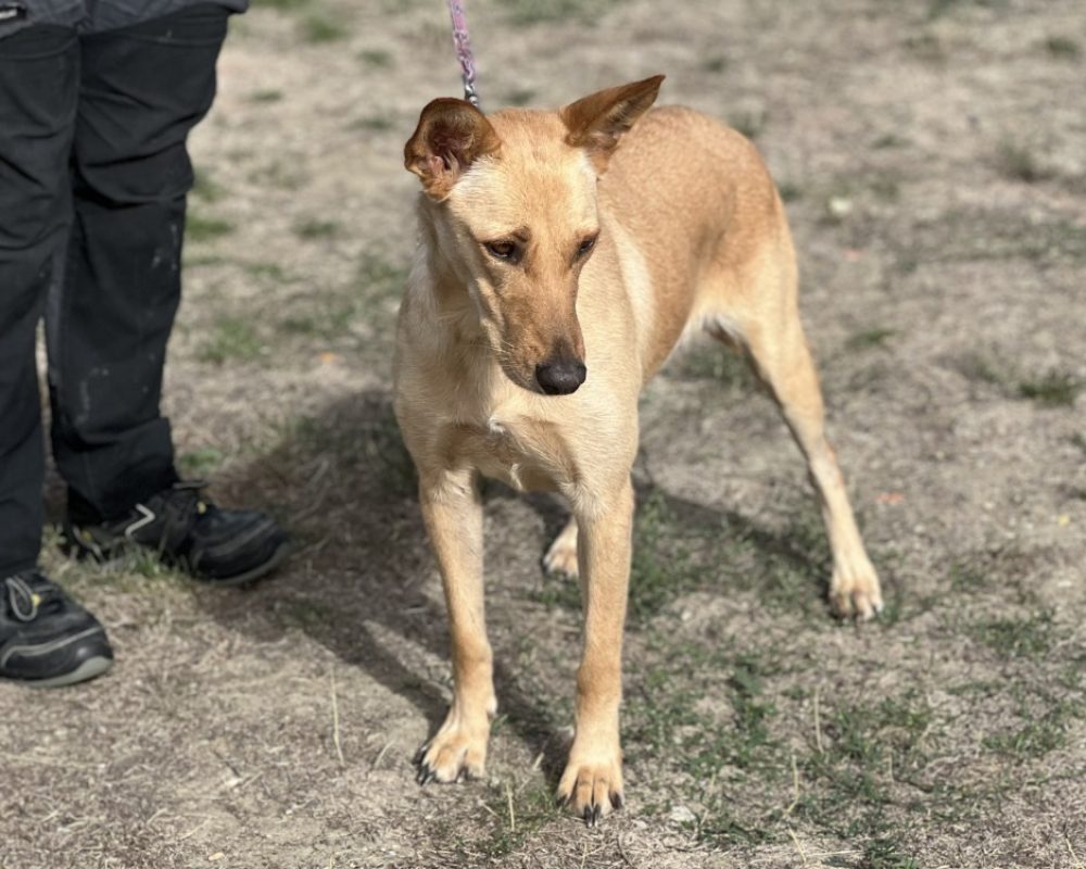 Nougatine - Chien à adopter - photo 3