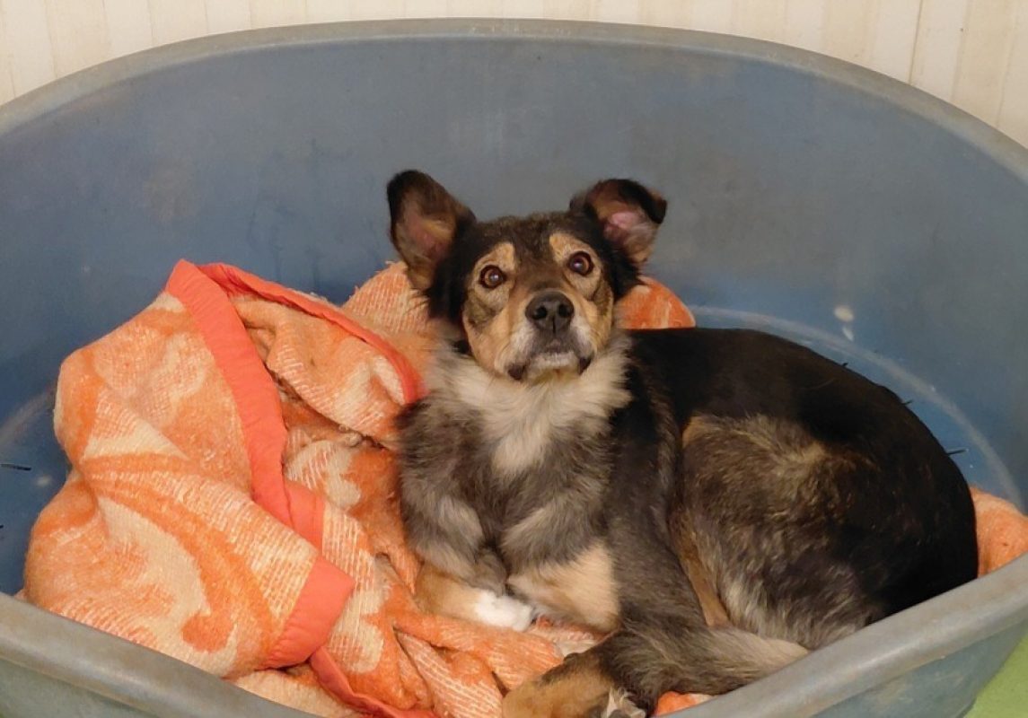 Zelda - Chien à adopter
