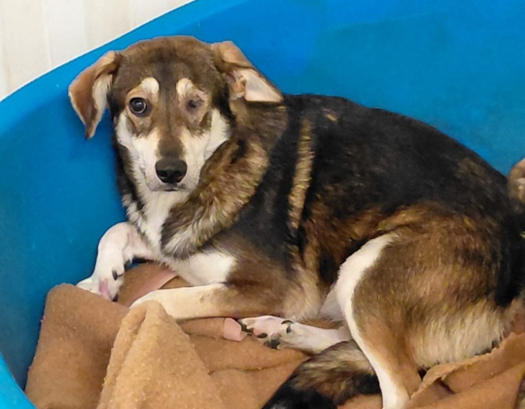 Salsa - Chien à adopter