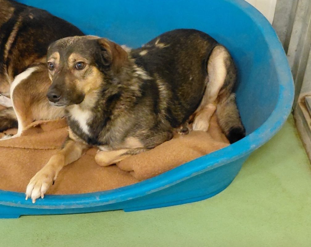 Marius - Chien à adopter