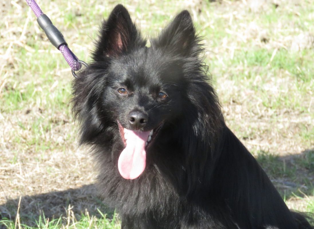 Alf - Chien Spitz Allemand à adopter