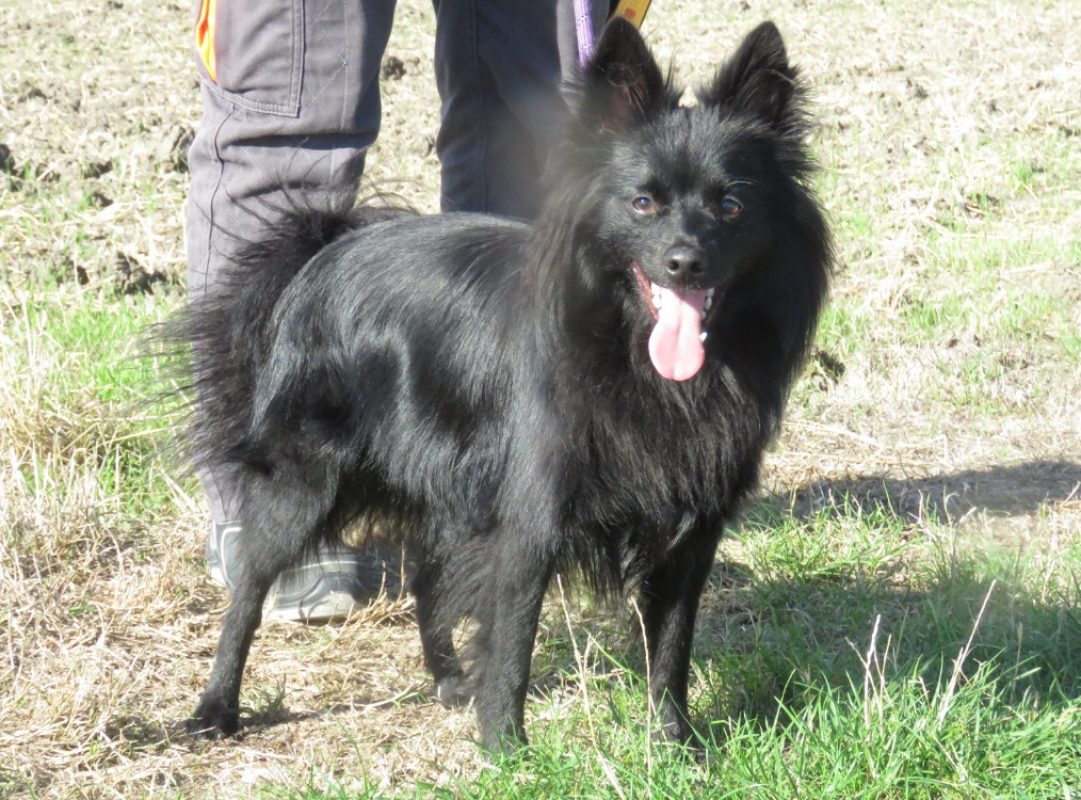 Alf - Chien Spitz Allemand à adopter - photo 2