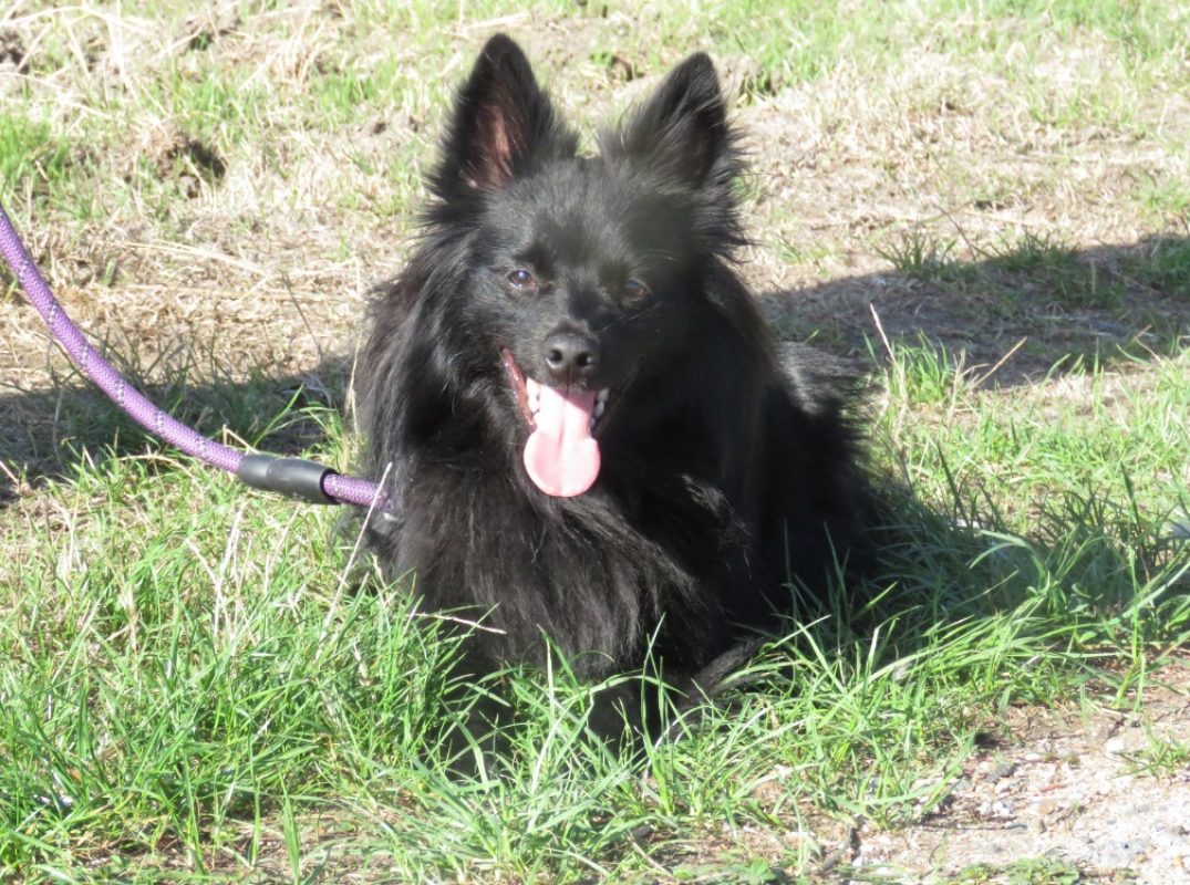 Alf - Chien Spitz Allemand à adopter - photo 3