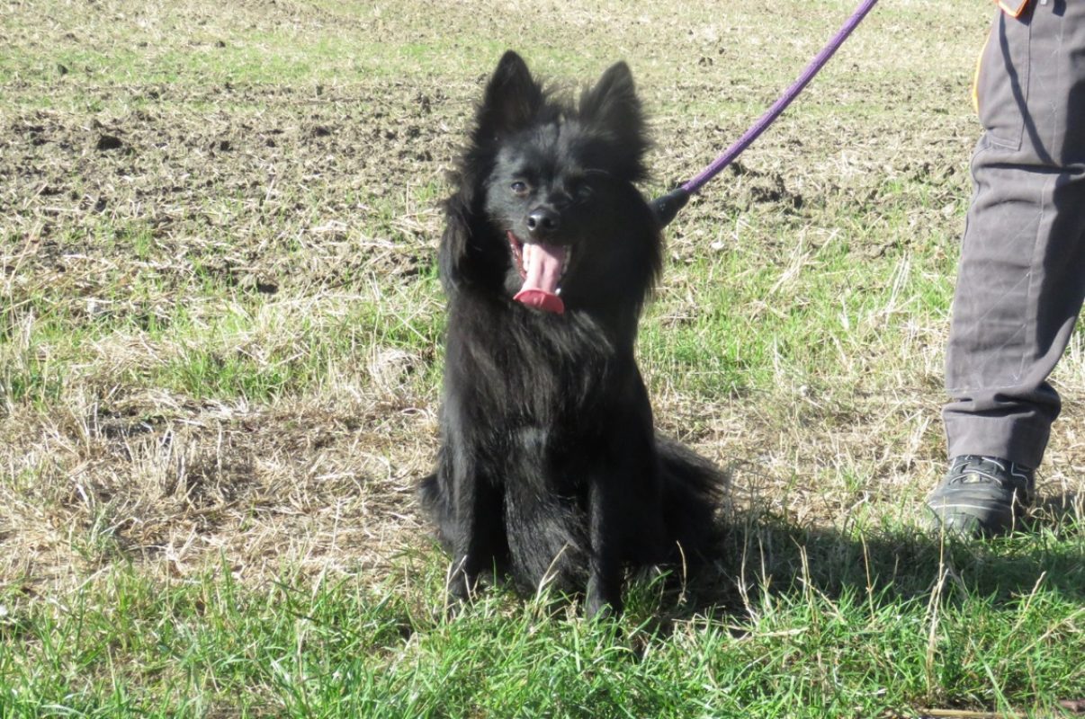 Alf - Chien Spitz Allemand à adopter - photo 4