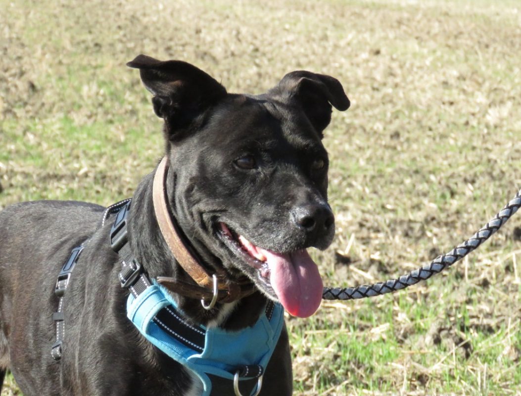 Canada - Chien à adopter