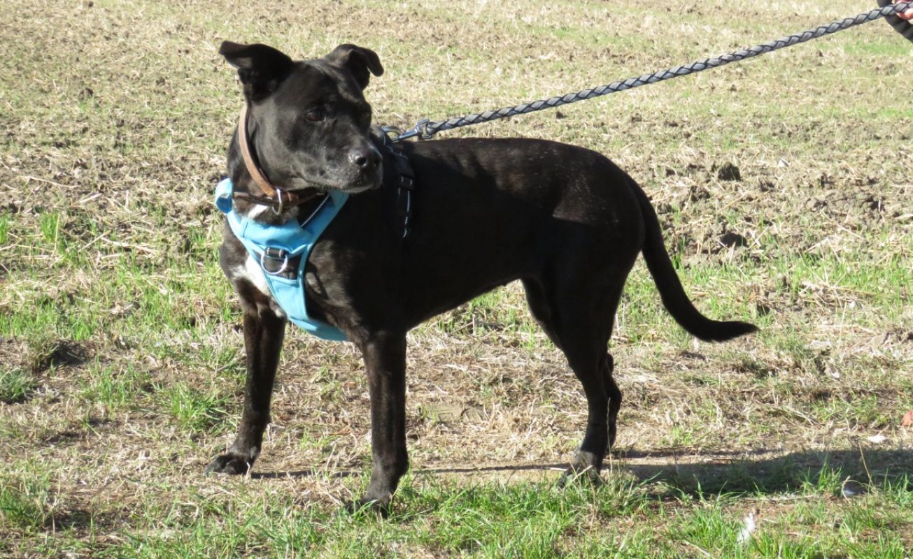 Canada - Chien à adopter - photo 2