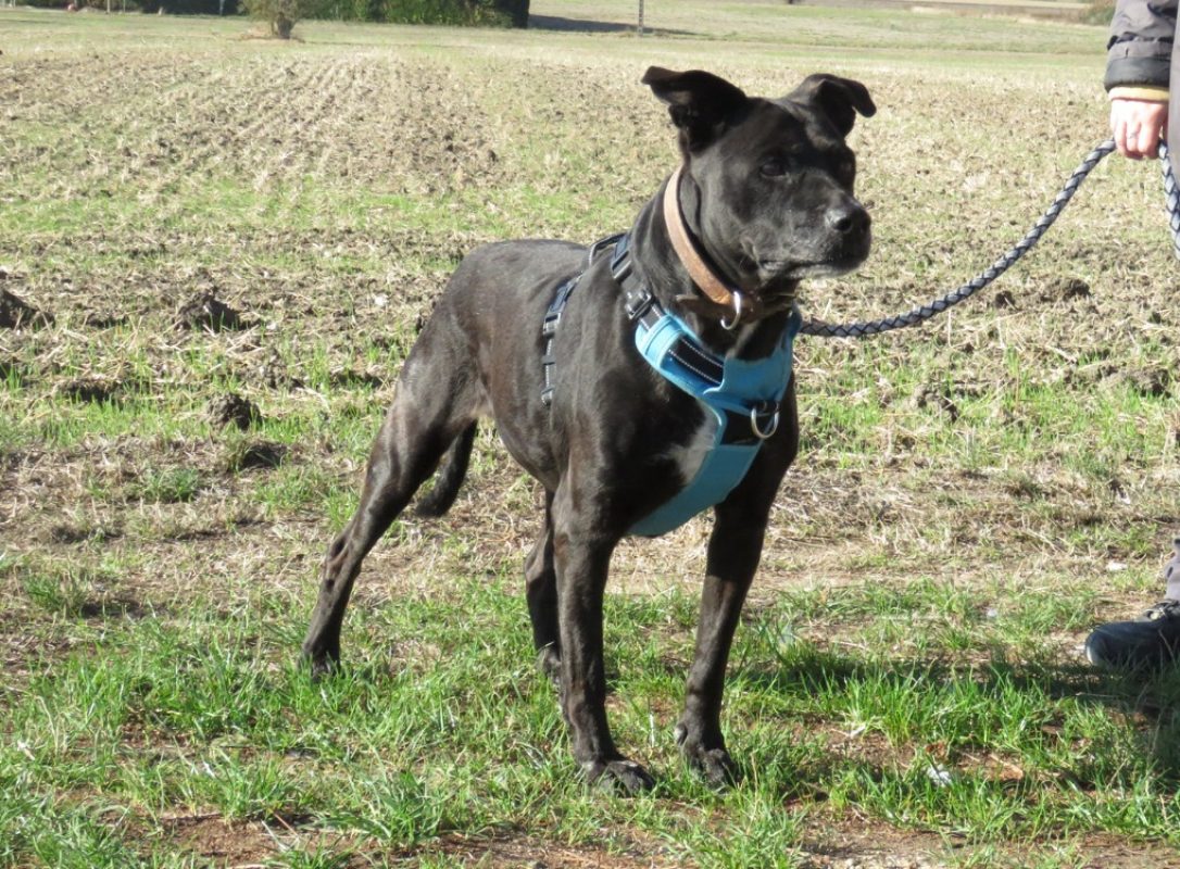 Canada - Chien à adopter - photo 3