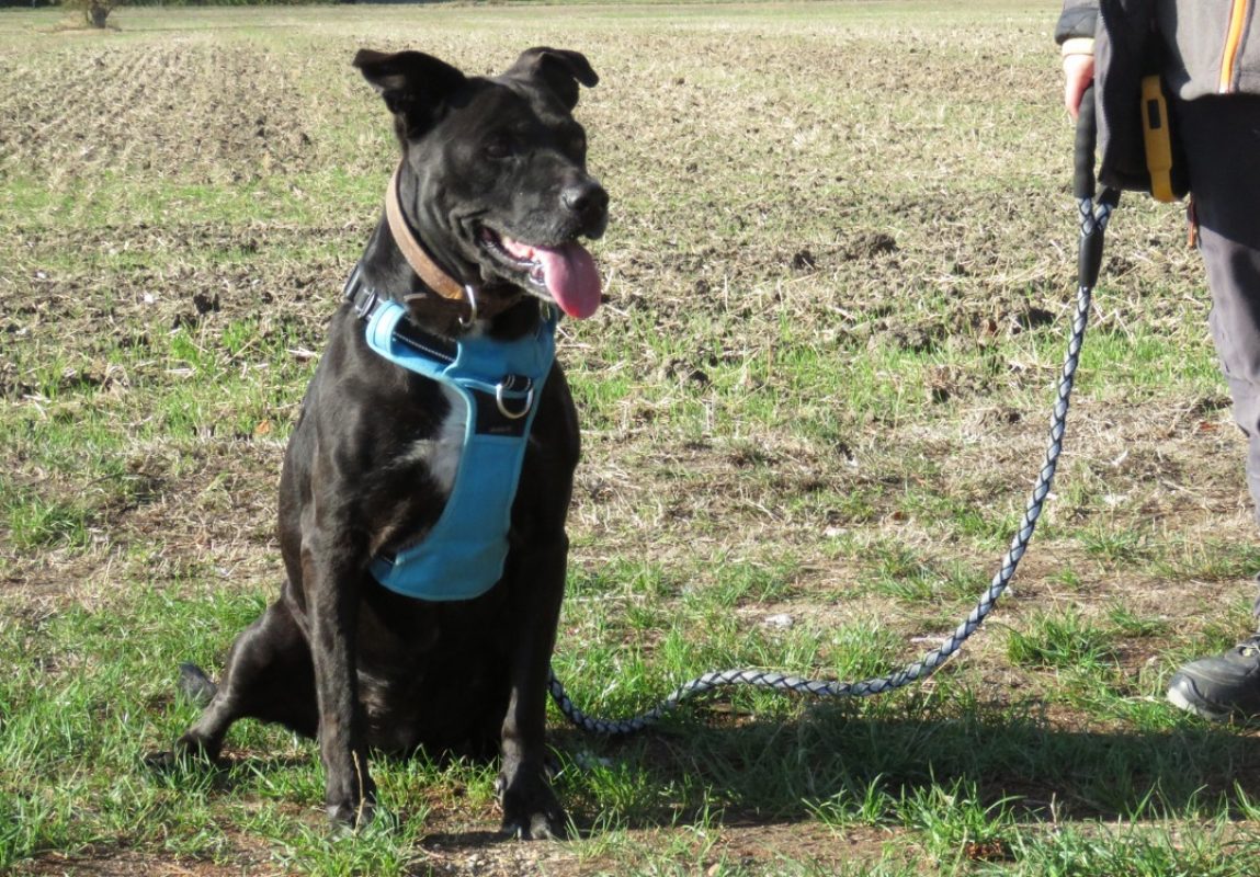 Canada - Chien à adopter - photo 4