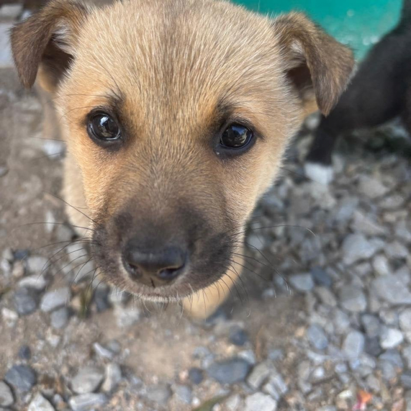 Photo de Pebbles