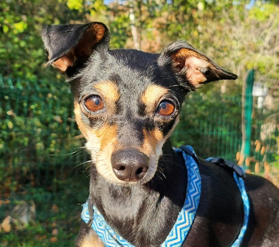 Yura - Chien Pinscher Nain à adopter