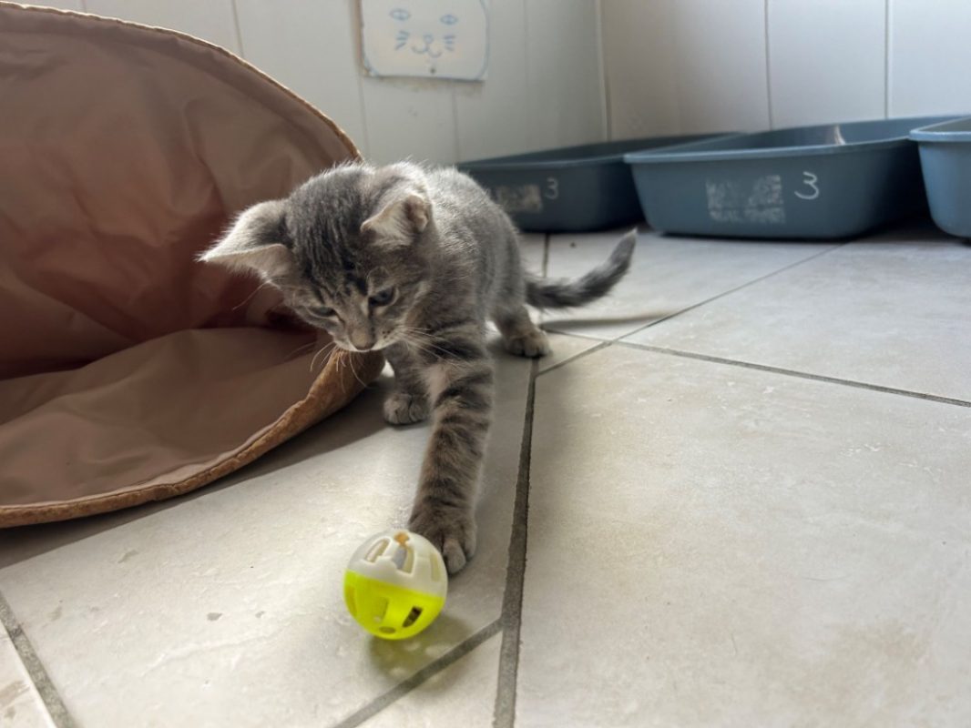Klimt - Chat Européen à adopter - photo 2