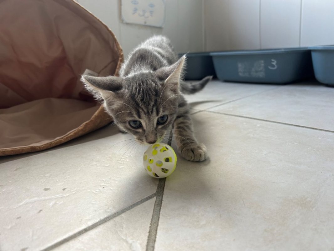 Klimt - Chat Européen à adopter - photo 3