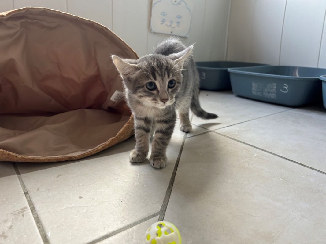 Klimt - Chat Européen à adopter - photo 4