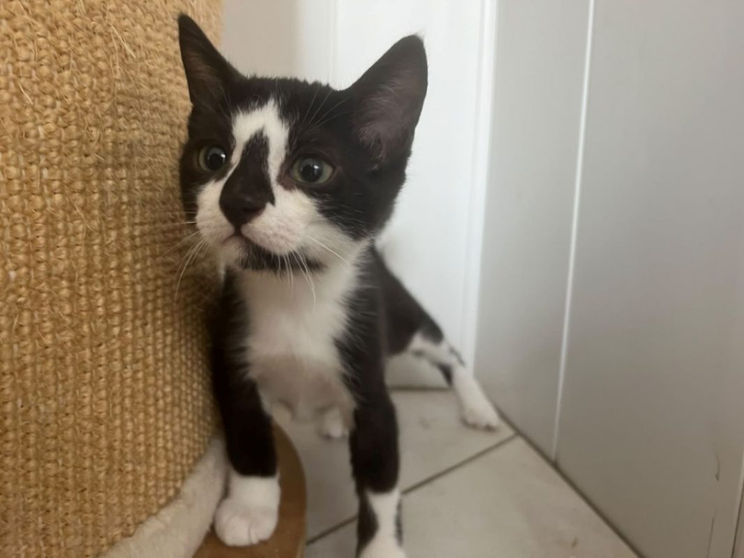 Bingo - Chat Européen à adopter