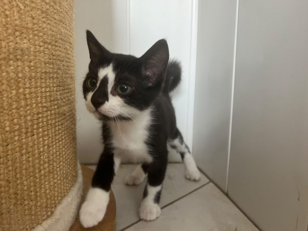 Bingo - Chat Européen à adopter - photo 2