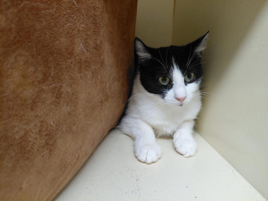 Celia - Chat Européen à adopter