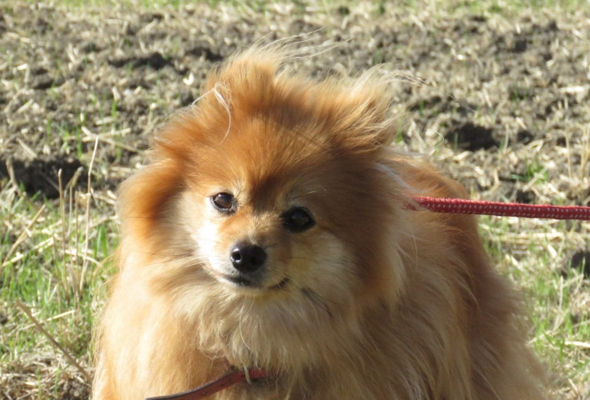 Fleurette - Chien Spitz Allemand à adopter