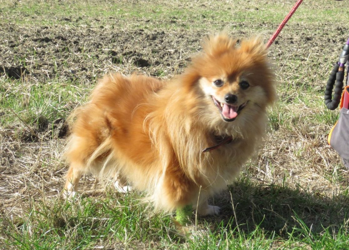 Fleurette - Chien Spitz Allemand à adopter - photo 2