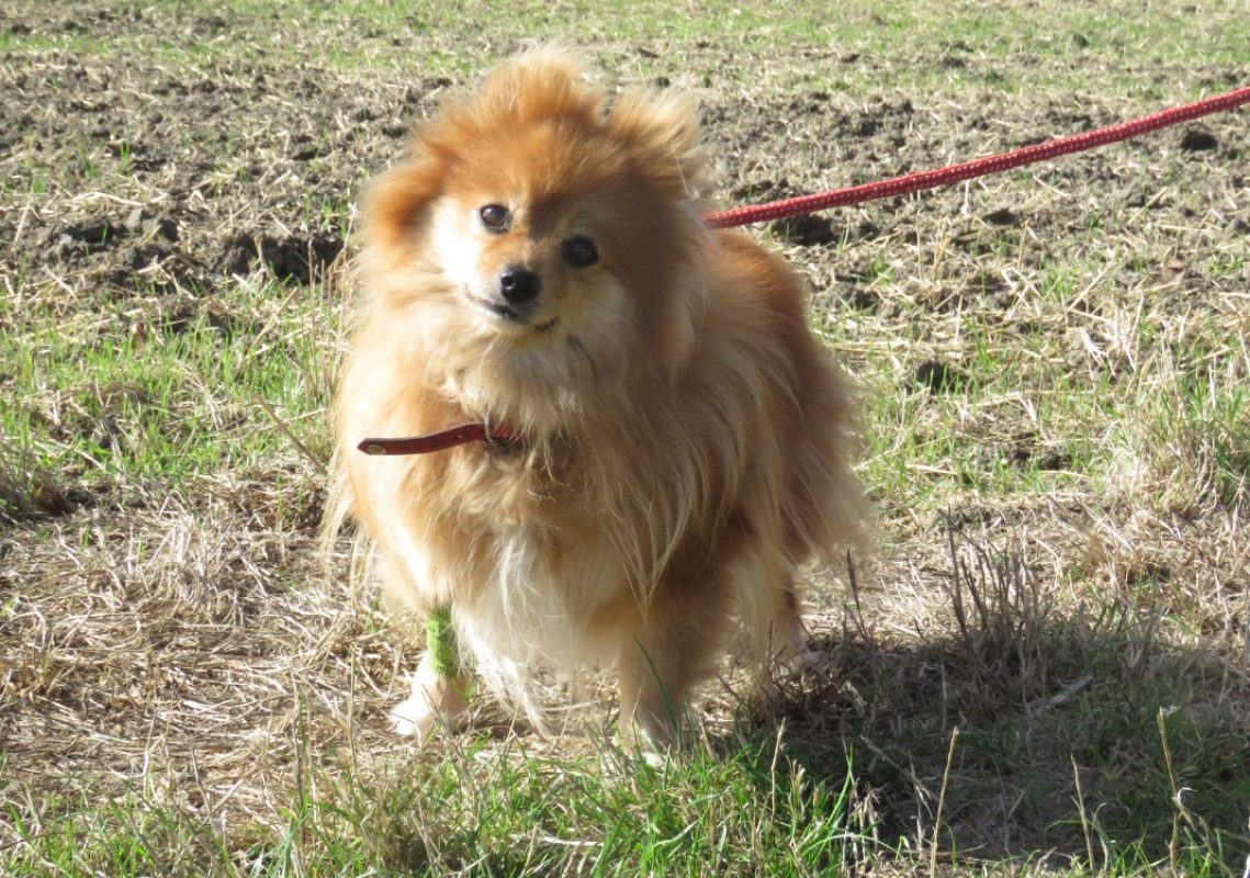 Fleurette - Chien Spitz Allemand à adopter - photo 3